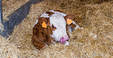 Young brown and white calf with ear tags resting on straw bedding in a barn