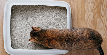 Top view of a cat inspecting a white litter box filled with clean cat litter on a wooden floor